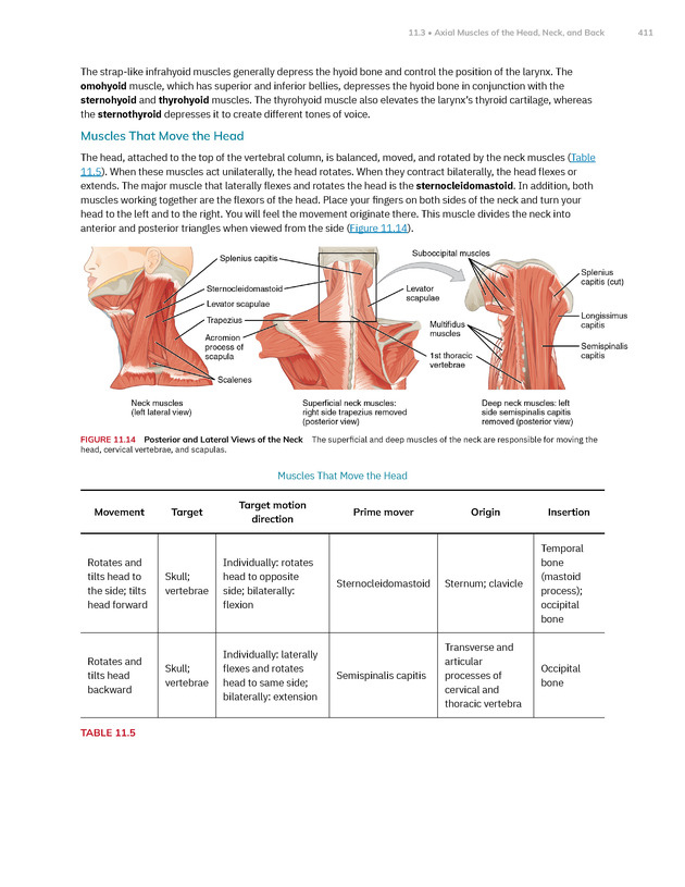 Anatomy and Physiology 2e - New Page