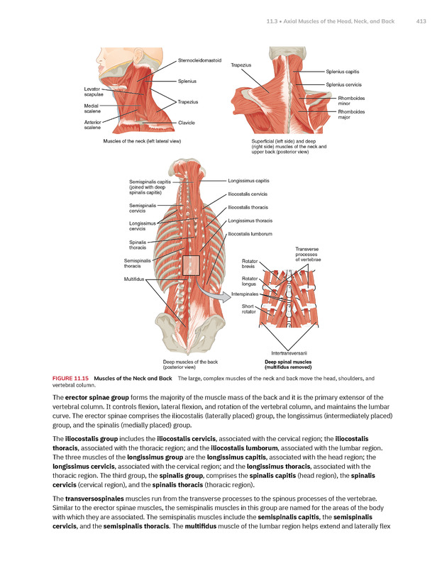 Anatomy and Physiology 2e - New Page