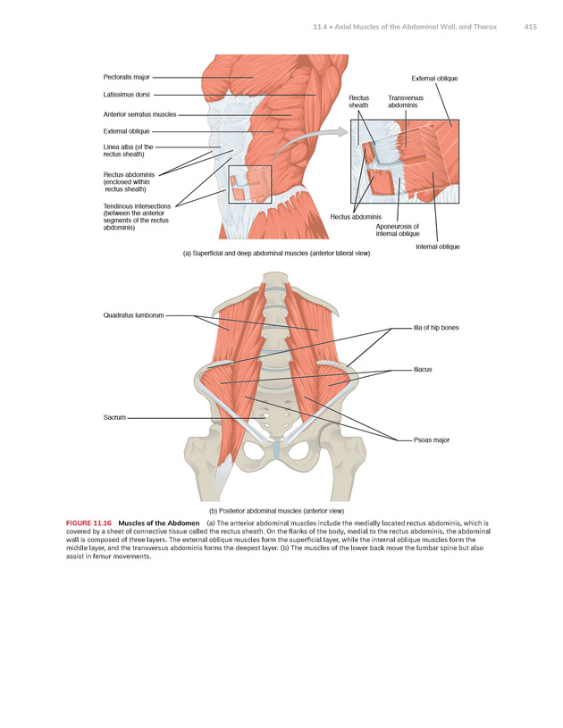 Anatomy and Physiology 2e - New Page
