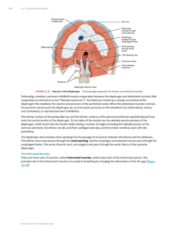 Anatomy and Physiology 2e - New Page