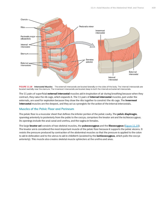 Anatomy and Physiology 2e - New Page
