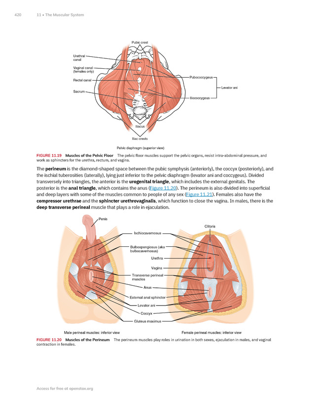 Anatomy and Physiology 2e - New Page