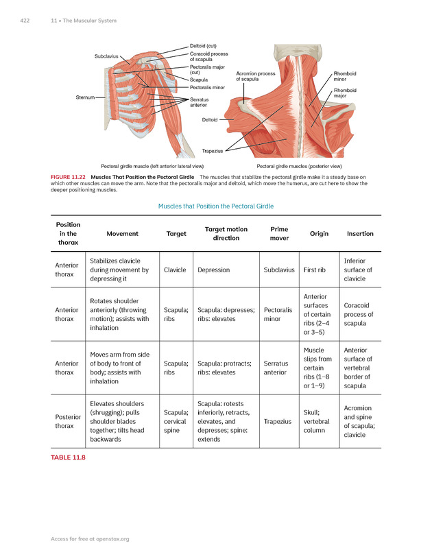 Anatomy and Physiology 2e - New Page