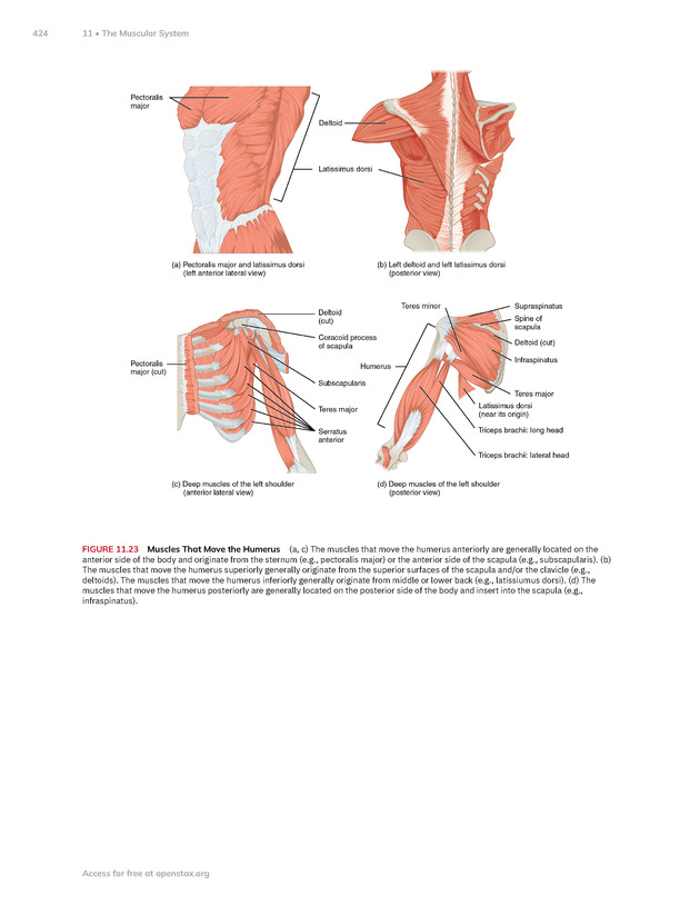 Anatomy and Physiology 2e - New Page