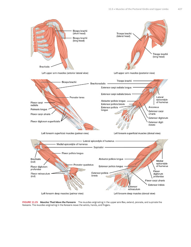 Anatomy and Physiology 2e - New Page