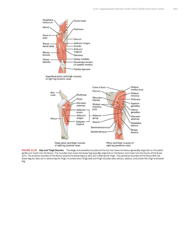 Anatomy and Physiology 2e - New Page