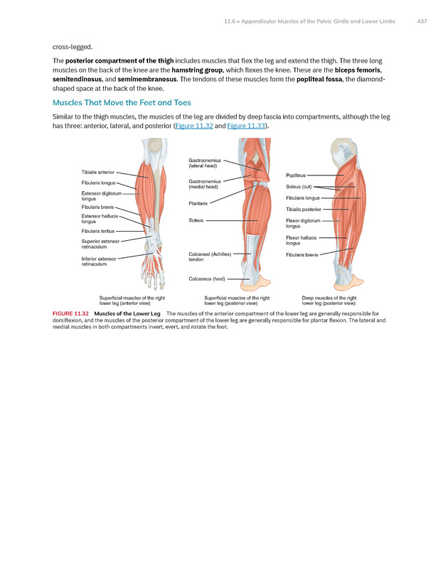 Anatomy and Physiology 2e - New Page