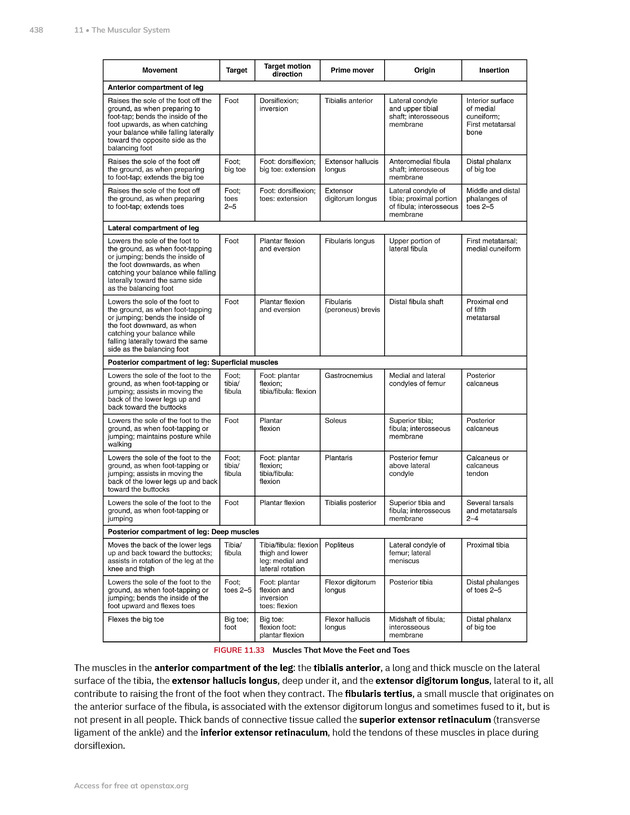 Anatomy and Physiology 2e - New Page