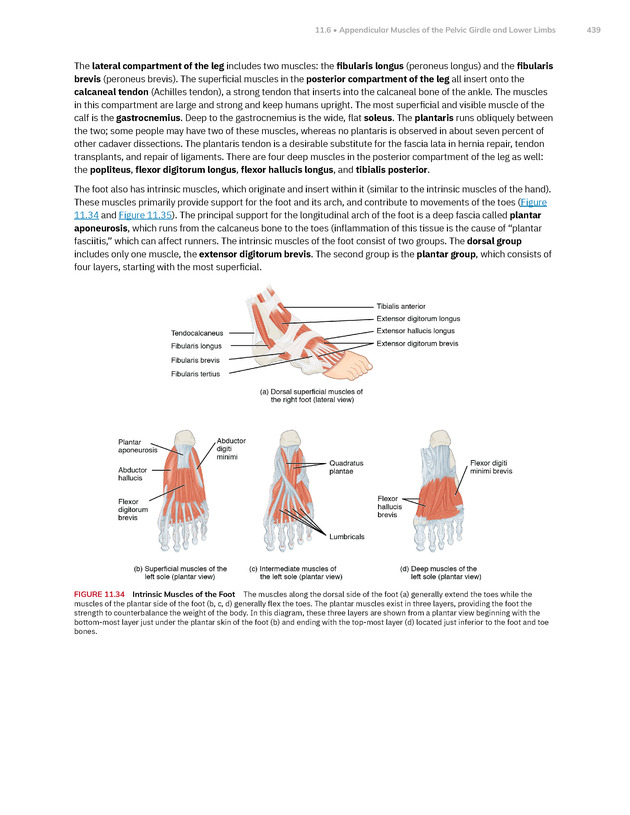 Anatomy and Physiology 2e - New Page