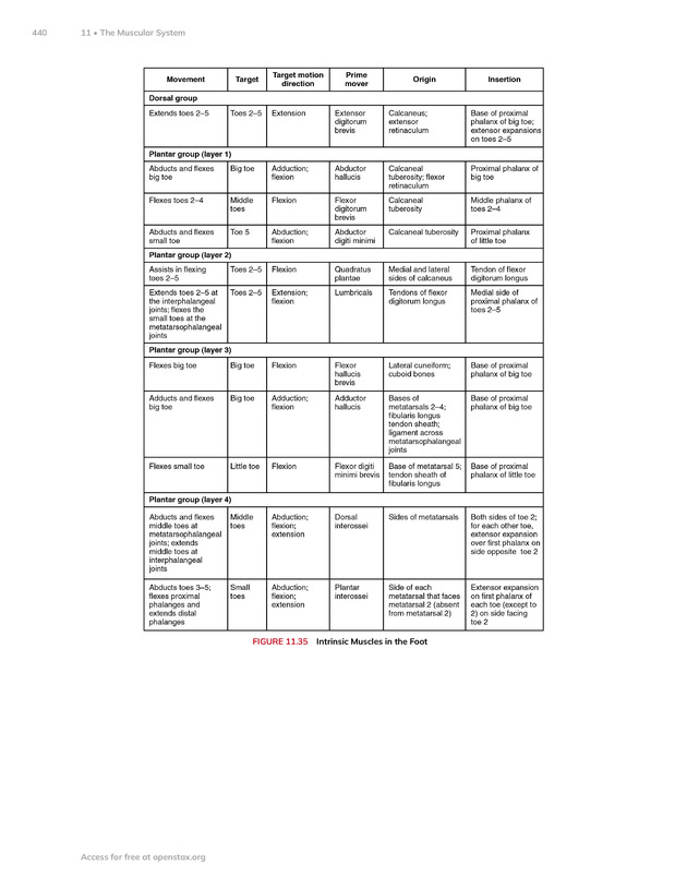 Anatomy and Physiology 2e - New Page
