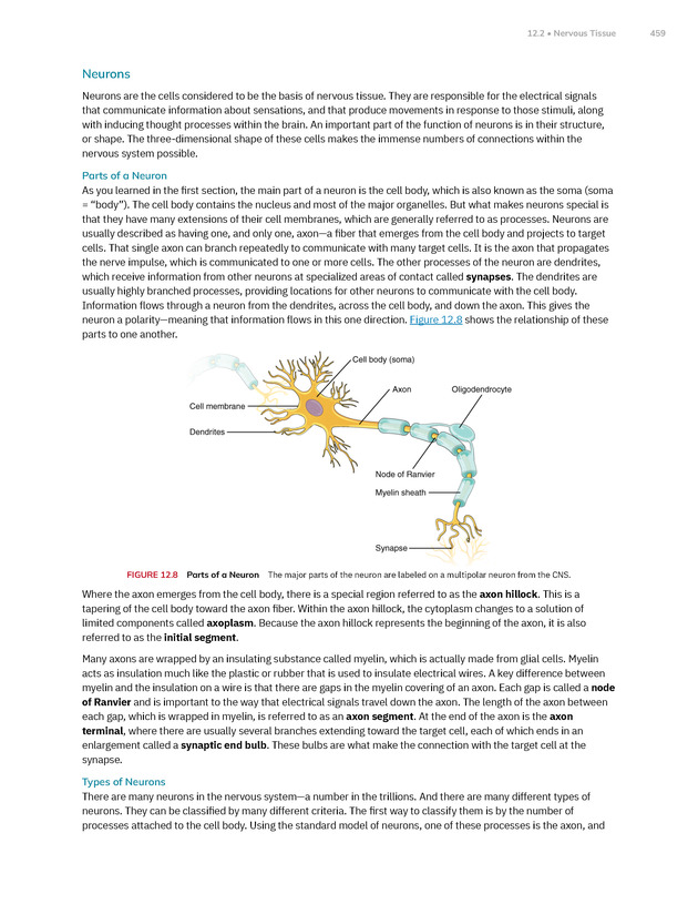Anatomy and Physiology 2e - New Page