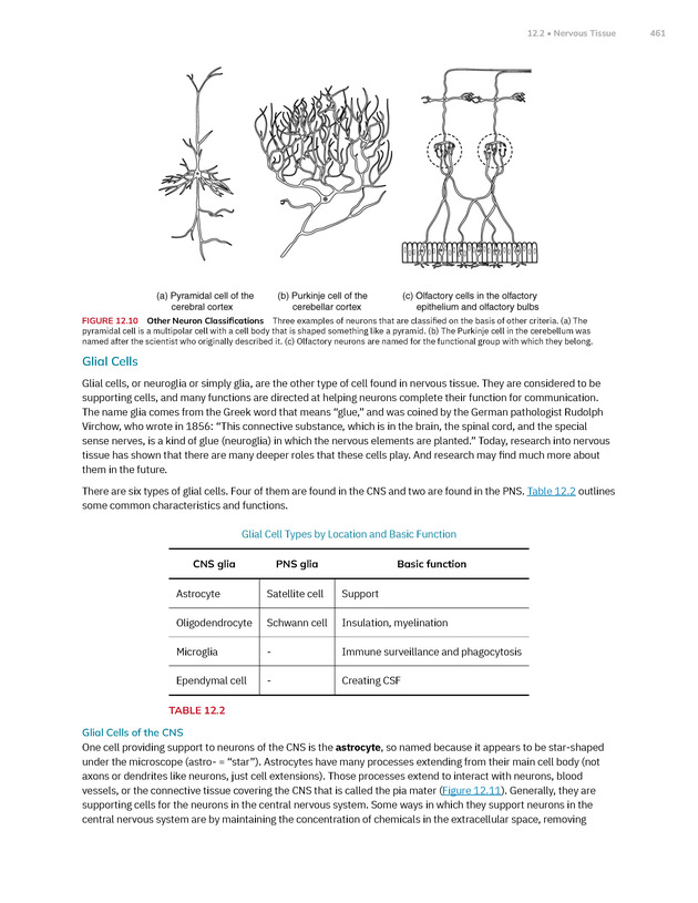 Anatomy and Physiology 2e - New Page