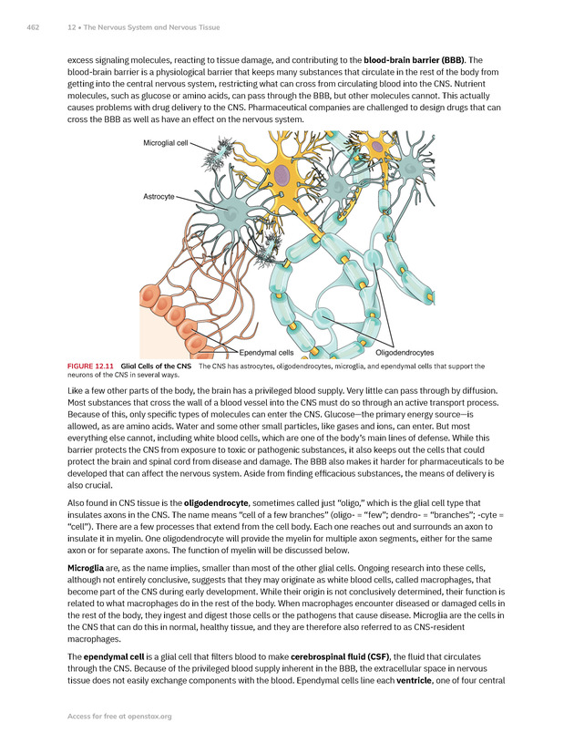 Anatomy and Physiology 2e - New Page