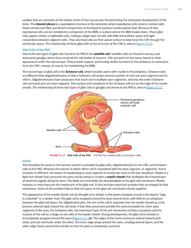 Anatomy and Physiology 2e - New Page