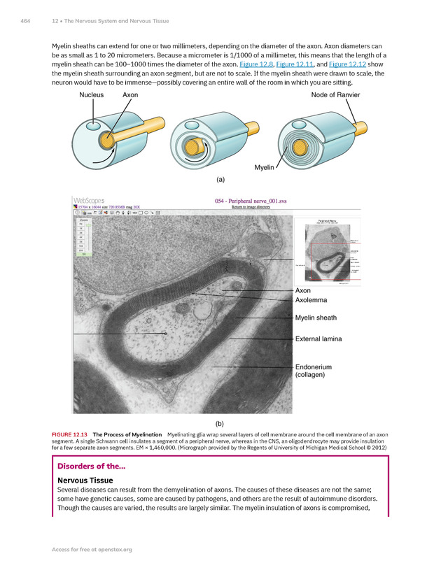 Anatomy and Physiology 2e - New Page