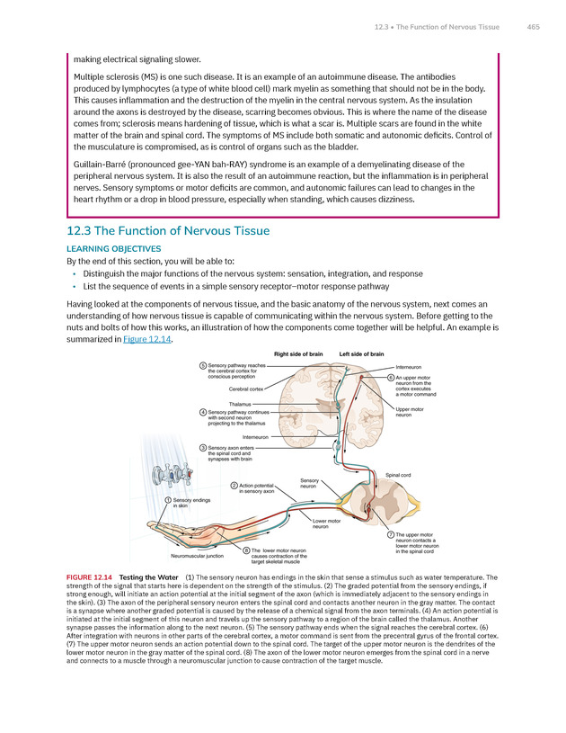 Anatomy and Physiology 2e - New Page