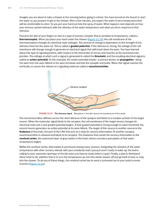 Anatomy and Physiology 2e - New Page