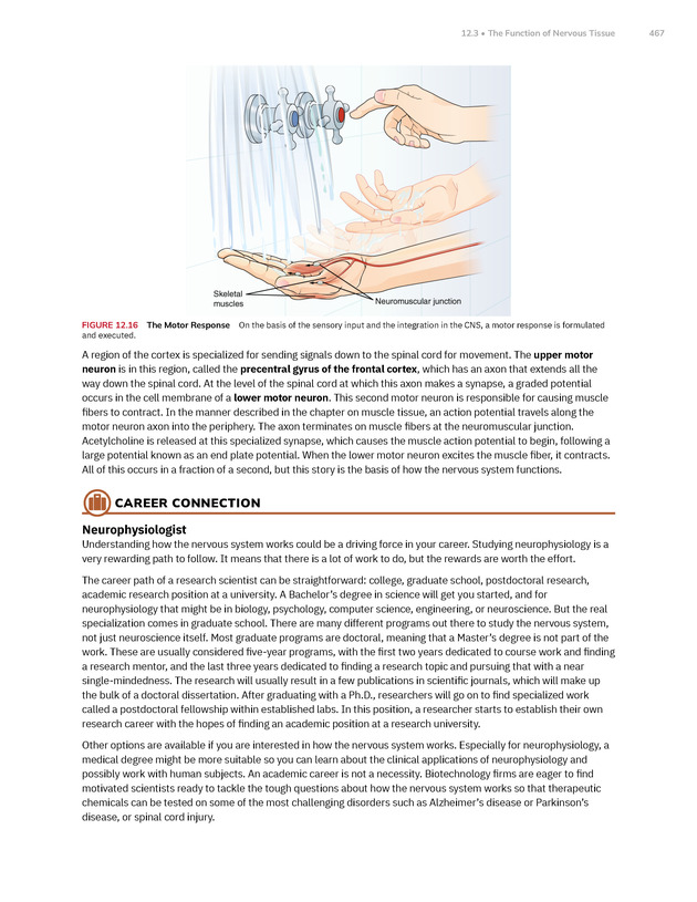 Anatomy and Physiology 2e - New Page