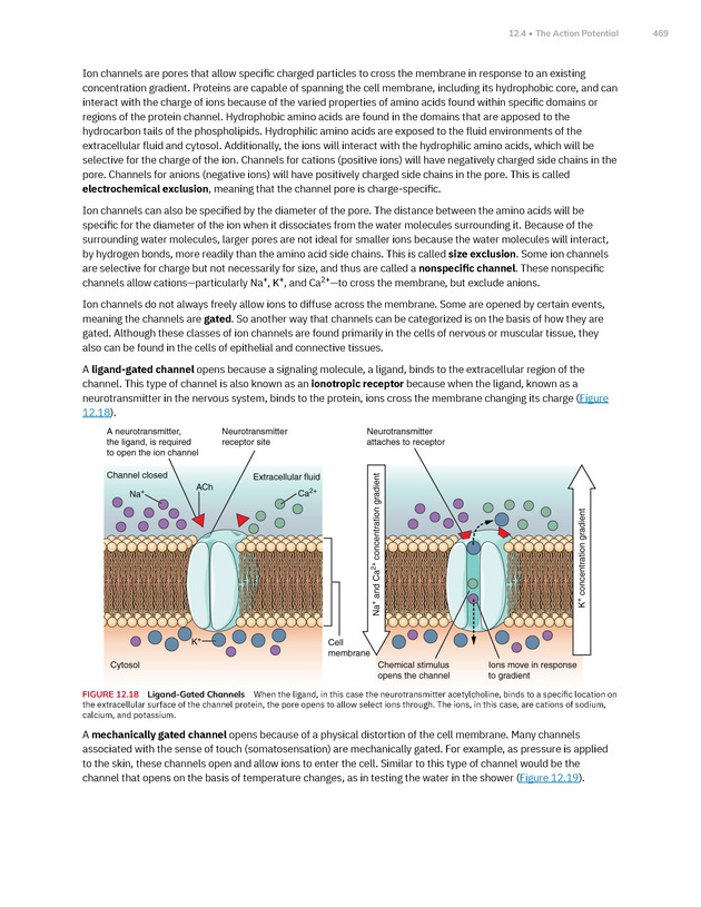Anatomy and Physiology 2e - New Page