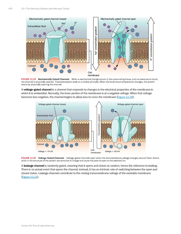 Anatomy and Physiology 2e - New Page