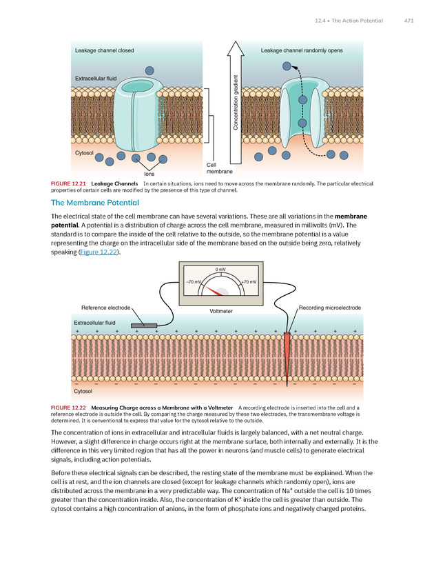 Anatomy and Physiology 2e - New Page