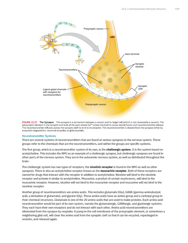 Anatomy and Physiology 2e - New Page