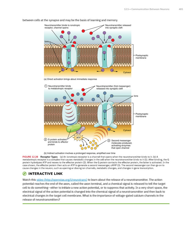 Anatomy and Physiology 2e - New Page
