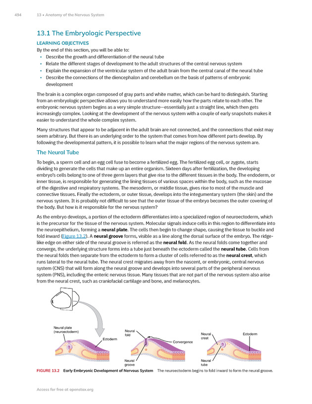 Anatomy and Physiology 2e - New Page