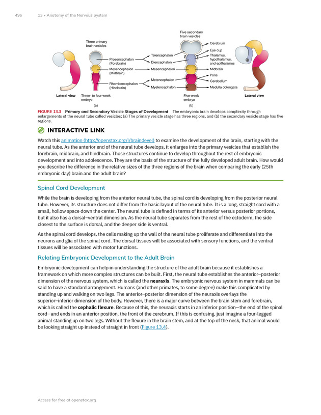 Anatomy and Physiology 2e - New Page