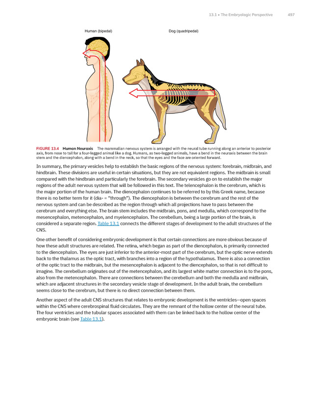 Anatomy and Physiology 2e - New Page