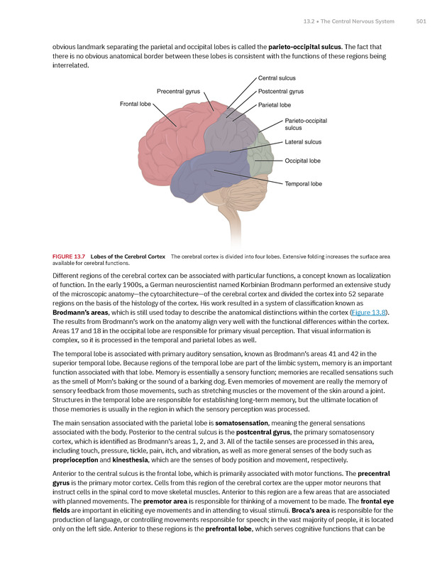 Anatomy and Physiology 2e - New Page