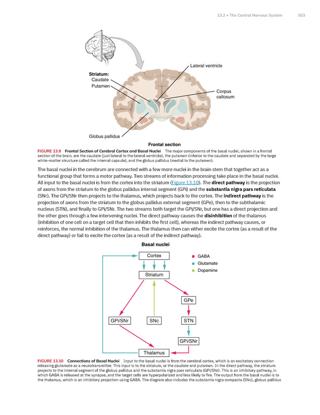 Anatomy and Physiology 2e - New Page