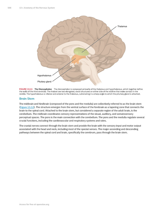 Anatomy and Physiology 2e - New Page