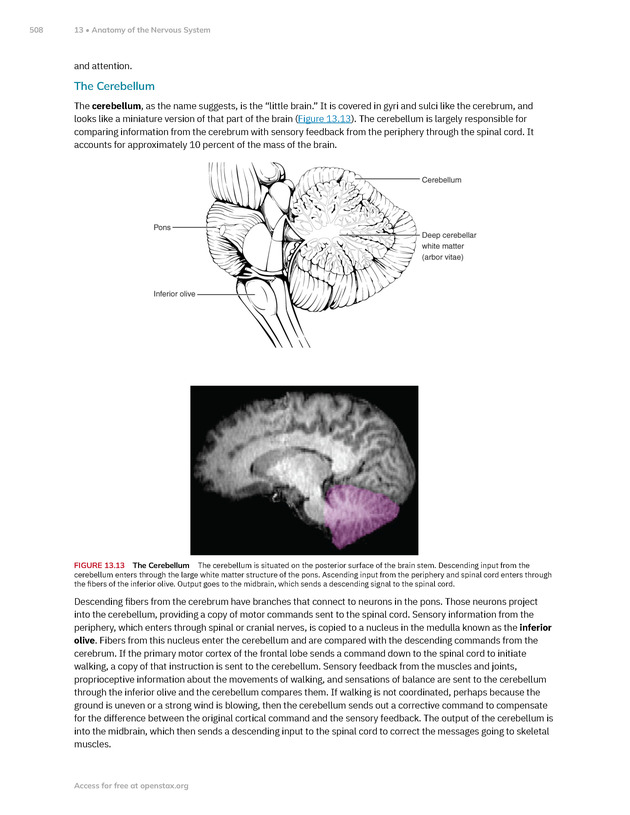 Anatomy and Physiology 2e - New Page