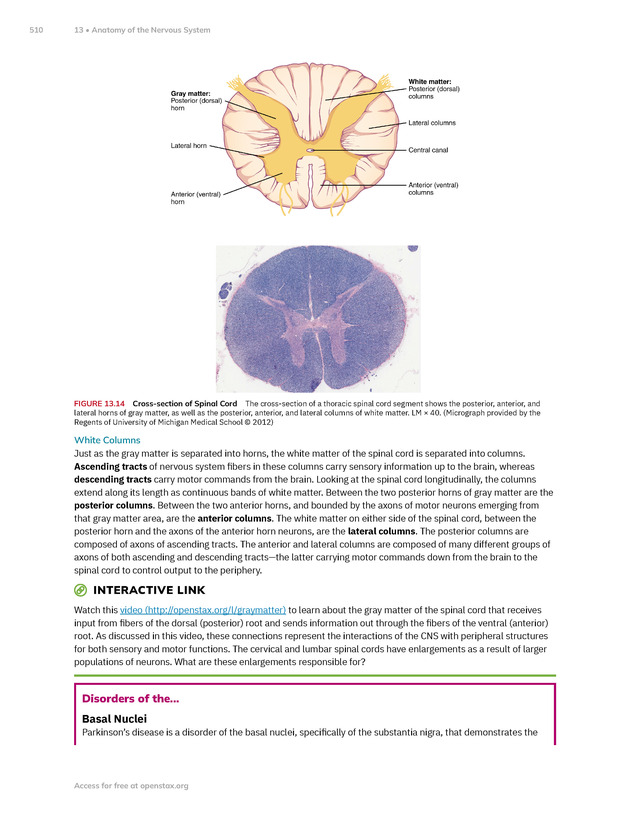 Anatomy and Physiology 2e - New Page