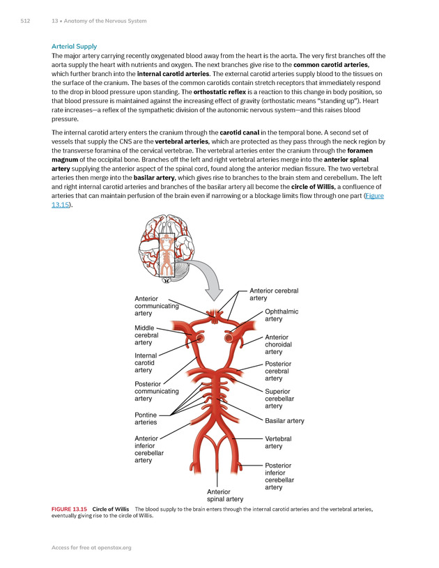 Anatomy and Physiology 2e - New Page