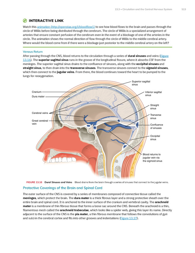 Anatomy and Physiology 2e - New Page