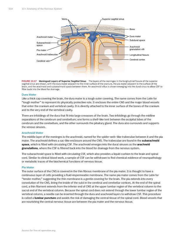 Anatomy and Physiology 2e - New Page