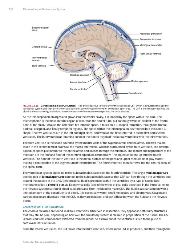Anatomy and Physiology 2e - New Page
