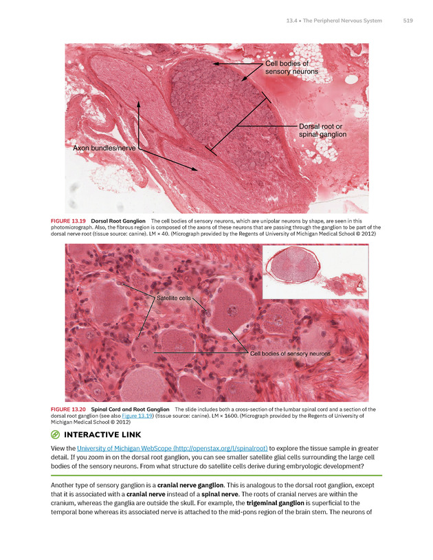 Anatomy and Physiology 2e - New Page
