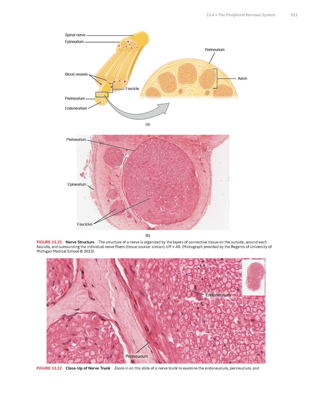 Anatomy and Physiology 2e - New Page