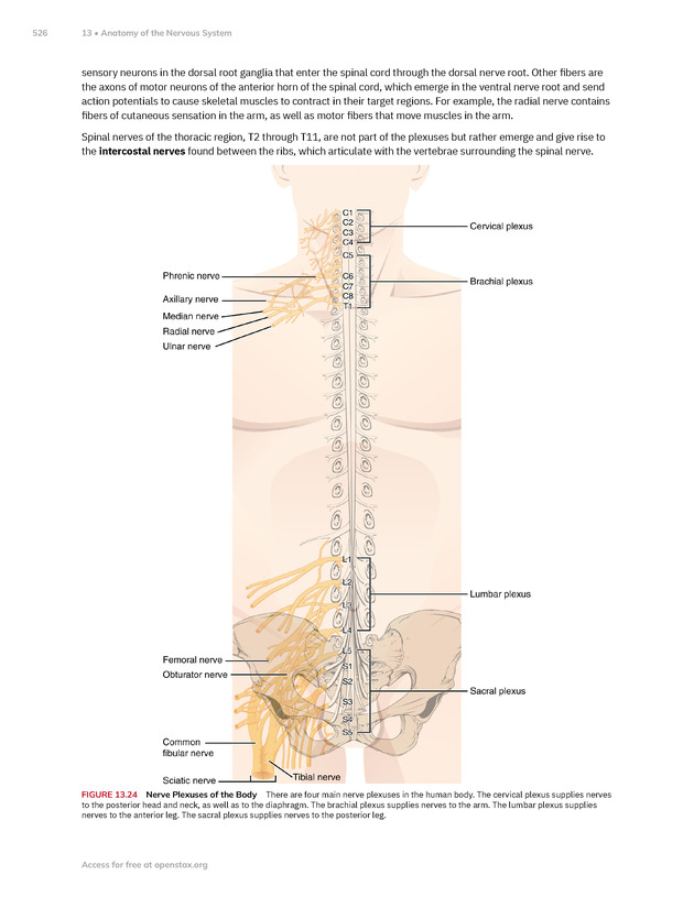 Anatomy and Physiology 2e - New Page