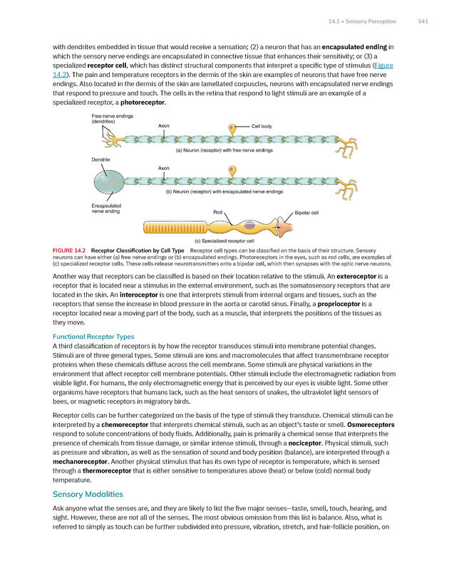 Anatomy and Physiology 2e - New Page