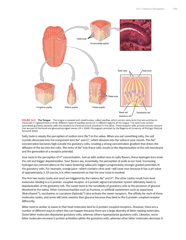 Anatomy and Physiology 2e - New Page