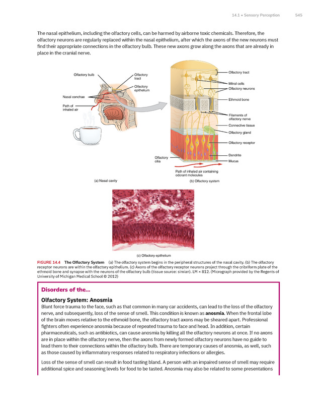 Anatomy and Physiology 2e - New Page