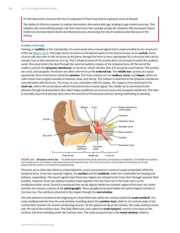 Anatomy and Physiology 2e - New Page