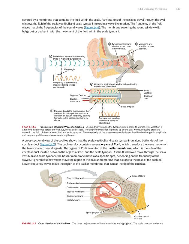 Anatomy and Physiology 2e - New Page