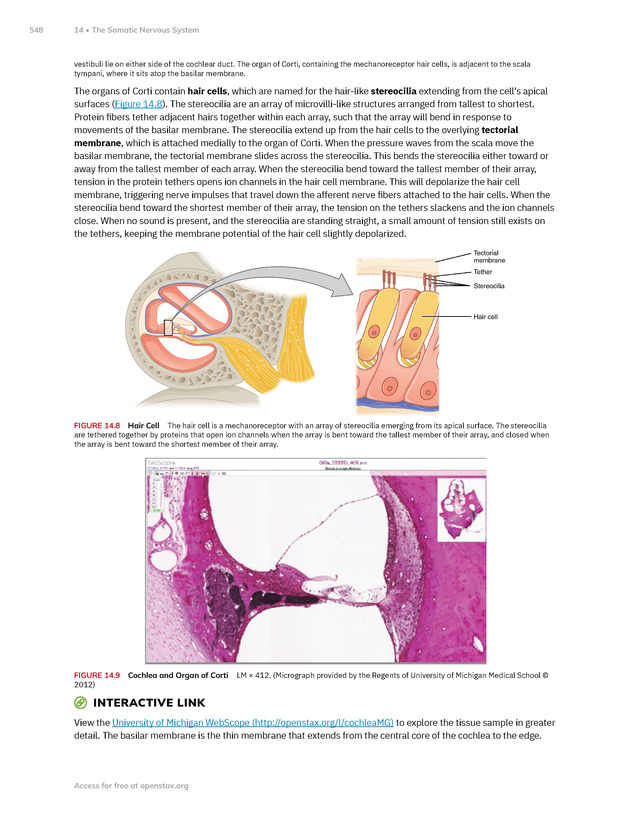 Anatomy and Physiology 2e - New Page