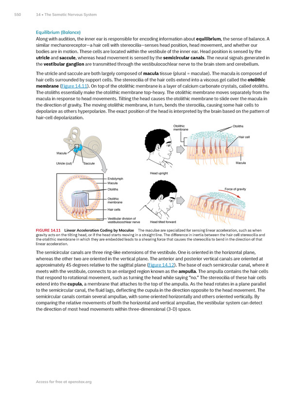 Anatomy and Physiology 2e - New Page