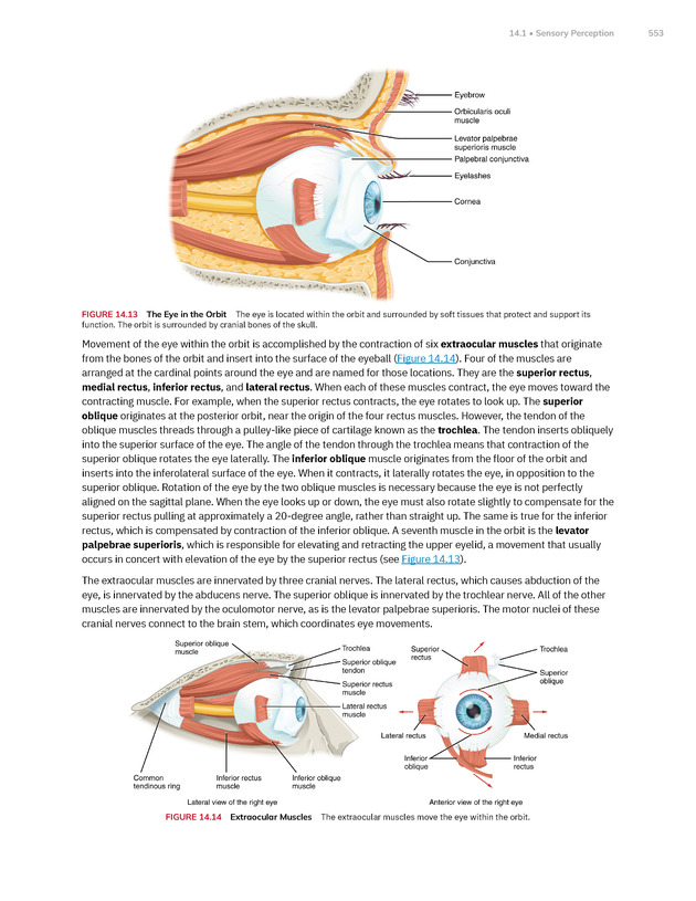 Anatomy and Physiology 2e - New Page